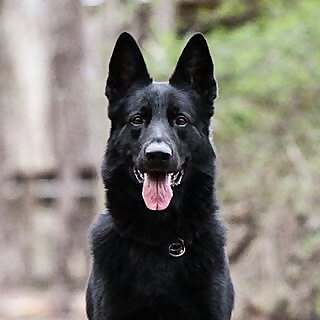 QK9C Carolyn
