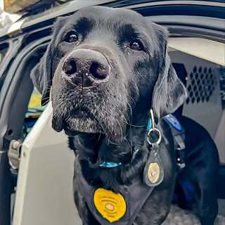 K9 Indy