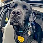 K9 Indy
