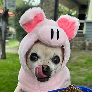 Yolandi