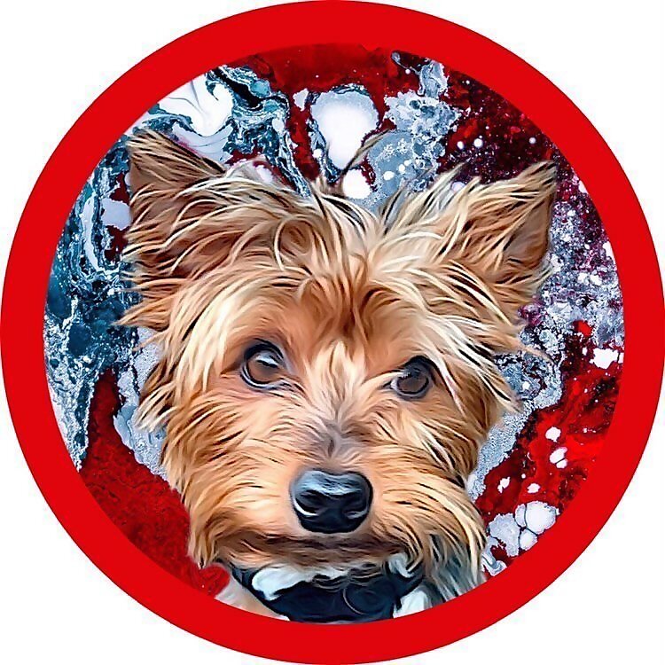 Monster The Yorkie Terrier