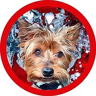 Monster The Yorkie Terrier