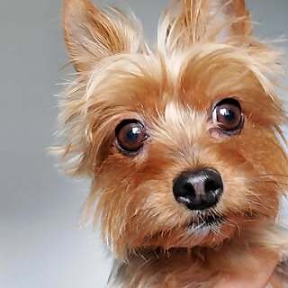 Franklin J. Piddlesworth