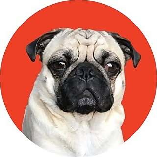 Shaq The Pug