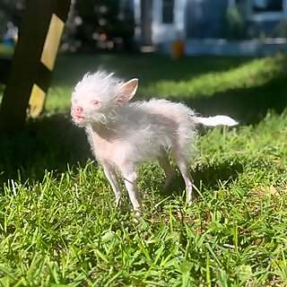 Falkor