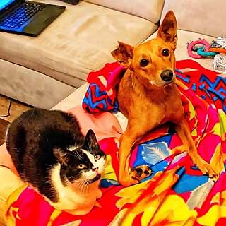 Dobby & Tiramisu
