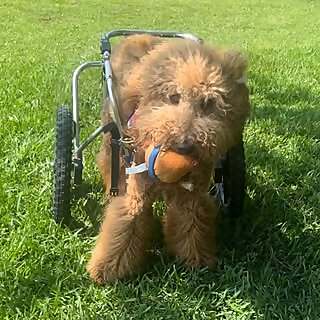 Winnie