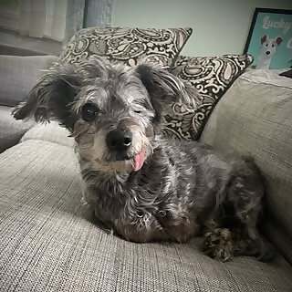 Lucky & Deuce & Cyrus