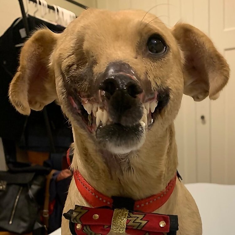 Haddie the Dog