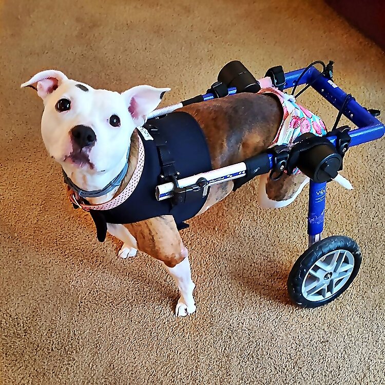Delilah