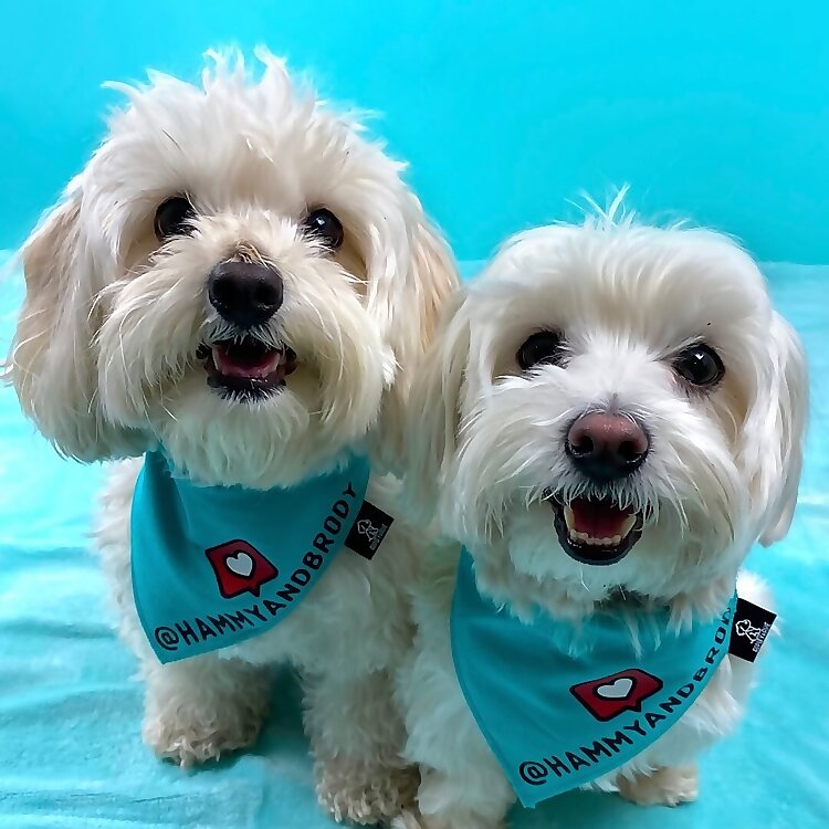 Hammy & Brody