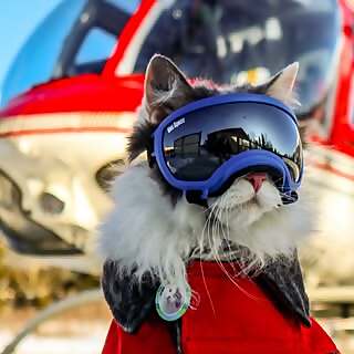 Gary The Cat