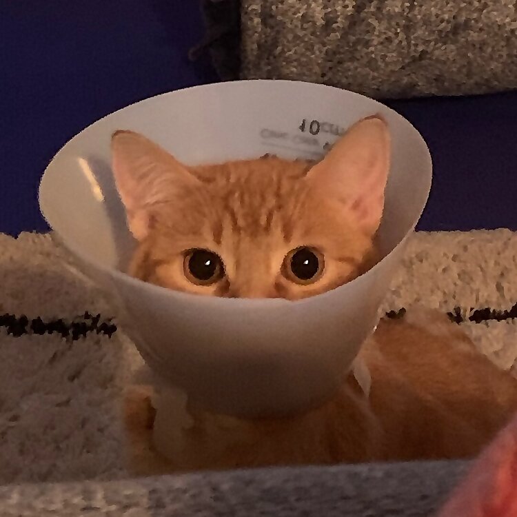 Penny