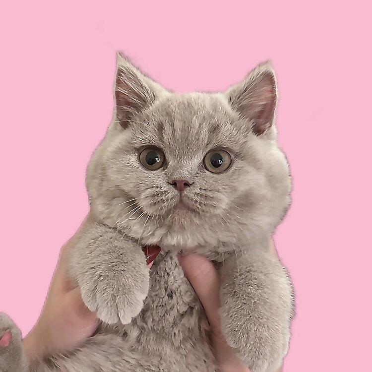 Sesame
