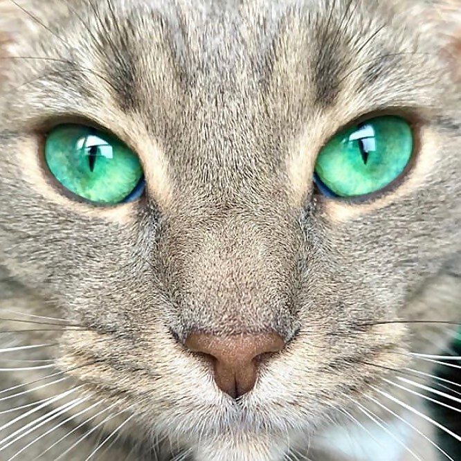 Fiona