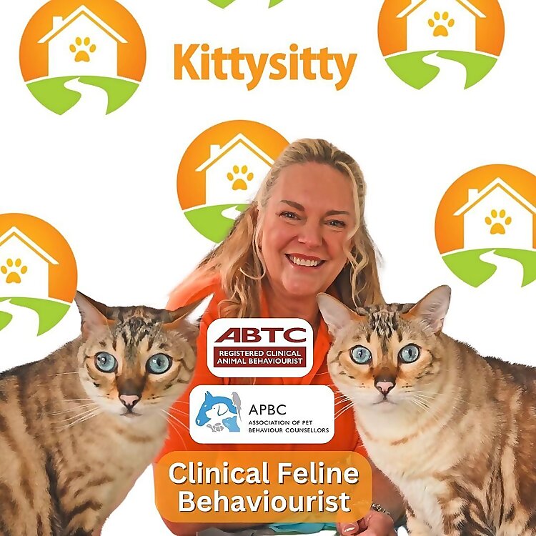 Kittysitty