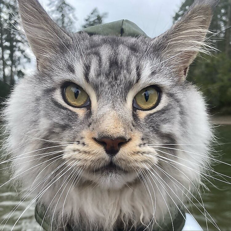 Bodhi
