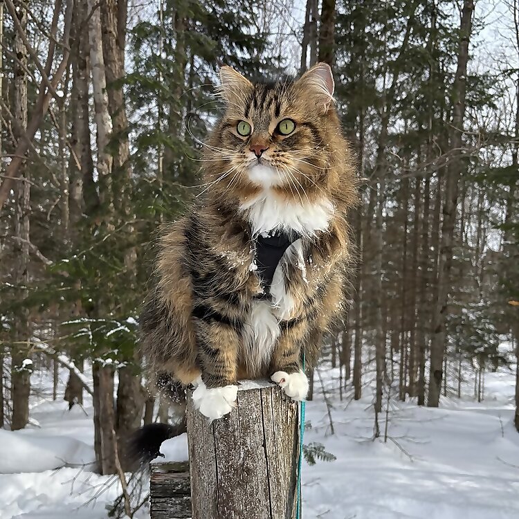 Finnegan