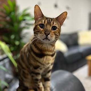 George