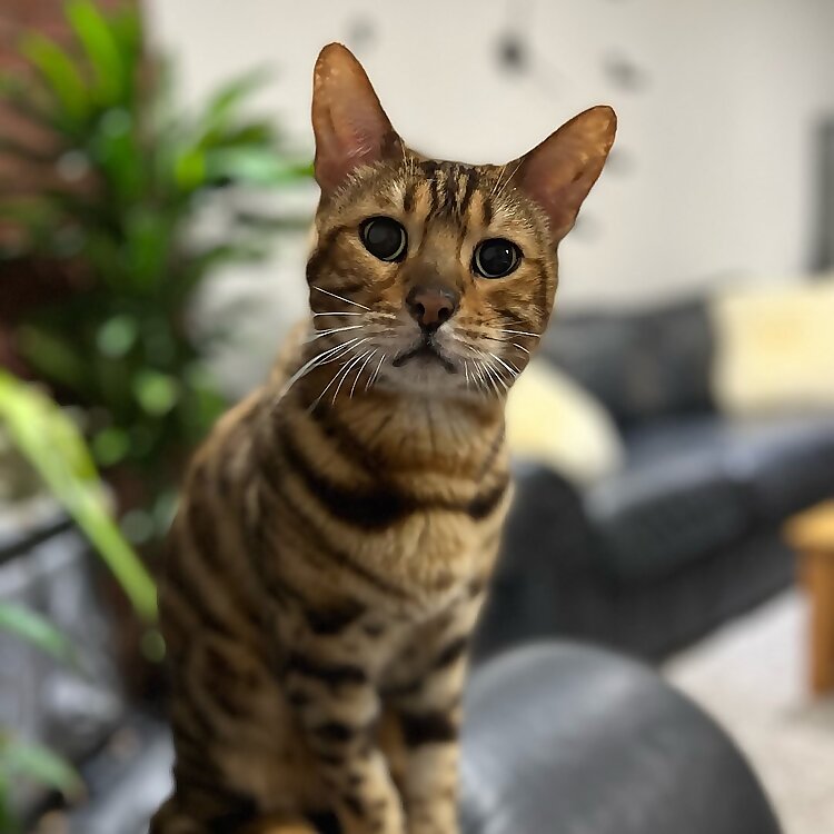 George