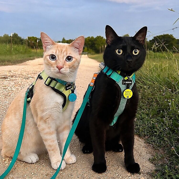 Aries & Lindsey