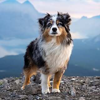 Milo