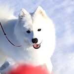 Snow Halation