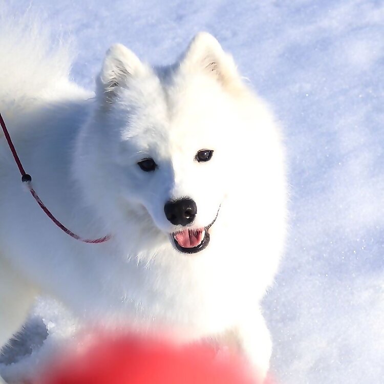 Snow Halation