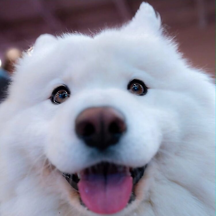 Snowie