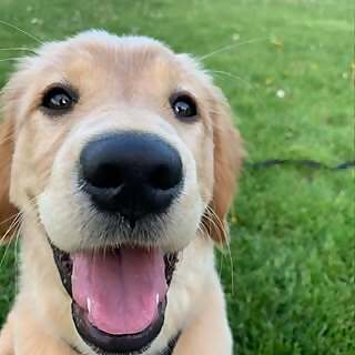 Koda