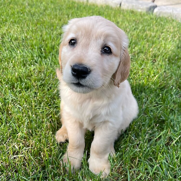 Charlie