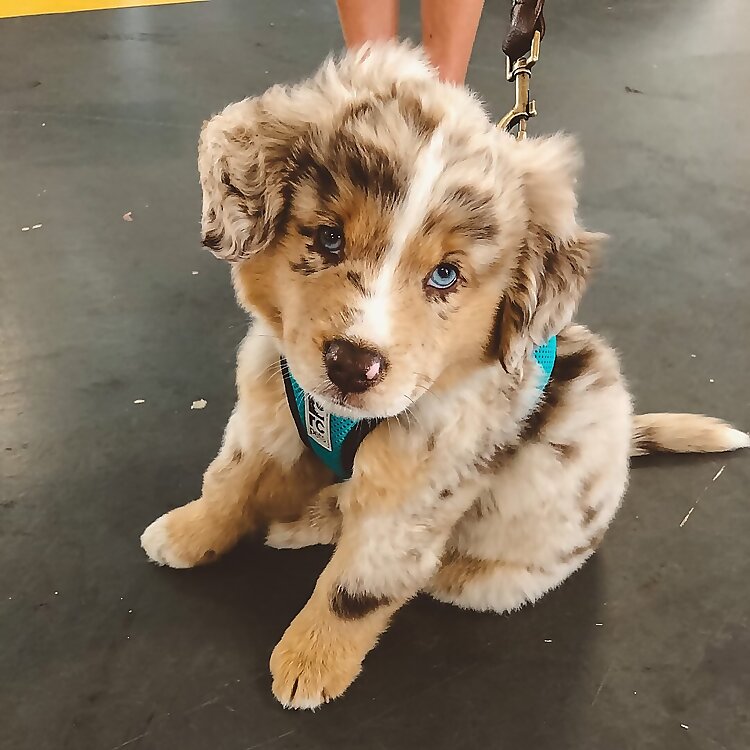Jasper