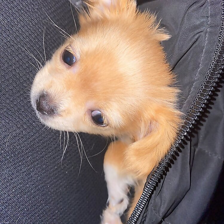 Daisybear