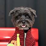 Bacon 