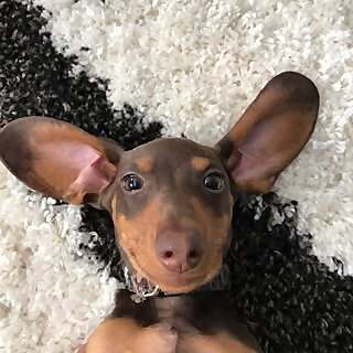 Moose