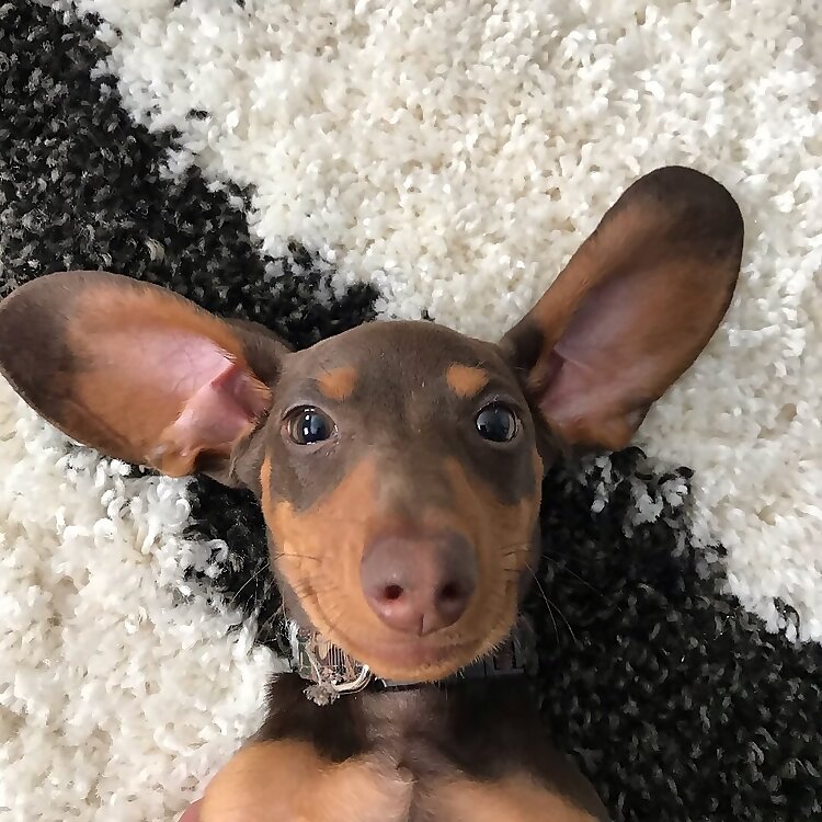 Moose