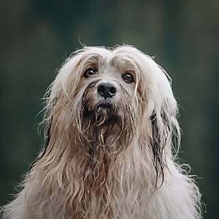 Chewbacca