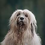 Chewbacca