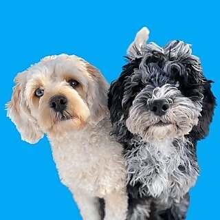 Echo & Nova