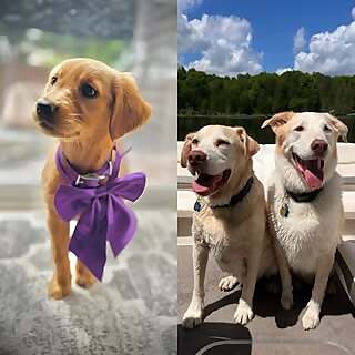 Cosmo & Wally