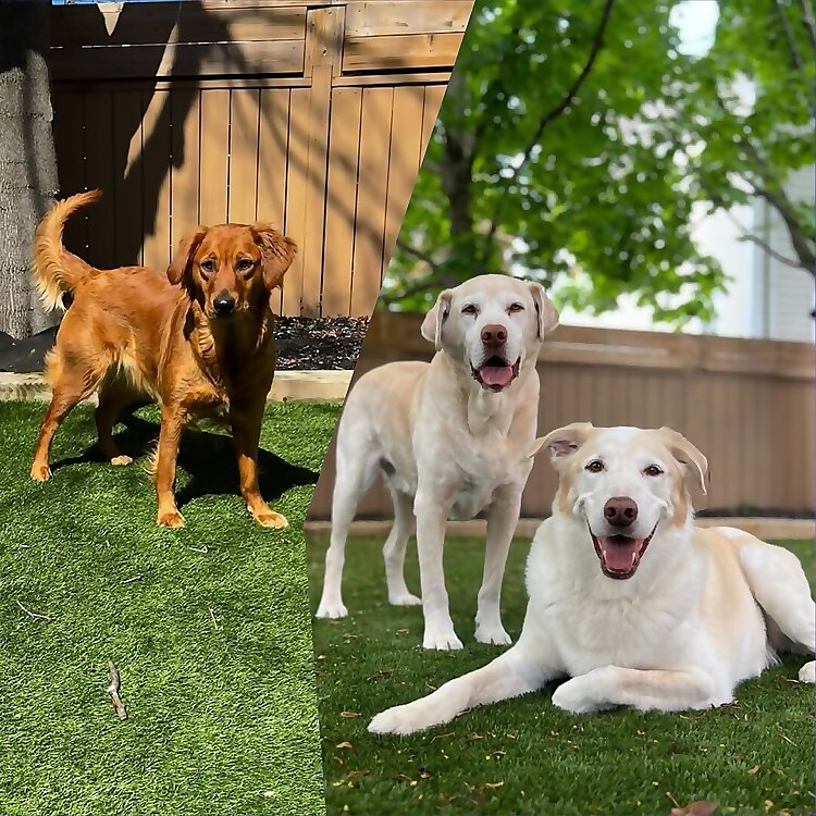 Cosmo & Wally