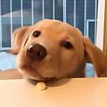 Ollie