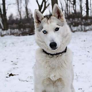 Yukon