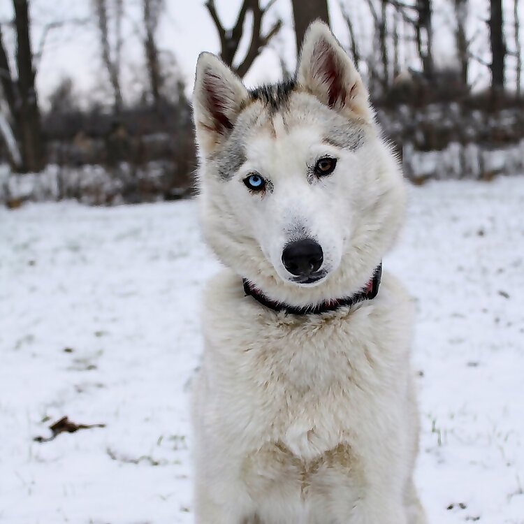 Yukon