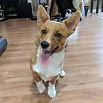 Taro