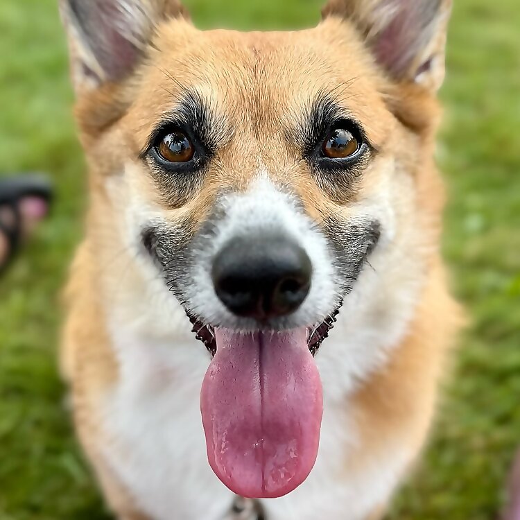Freya