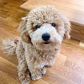 Louie Poochon