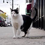 Felines