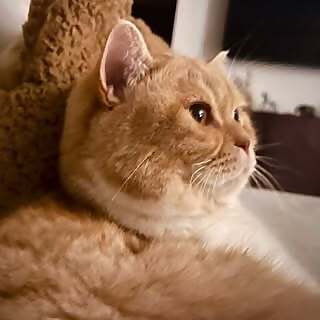 Matisse Cat