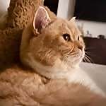 Matisse Cat